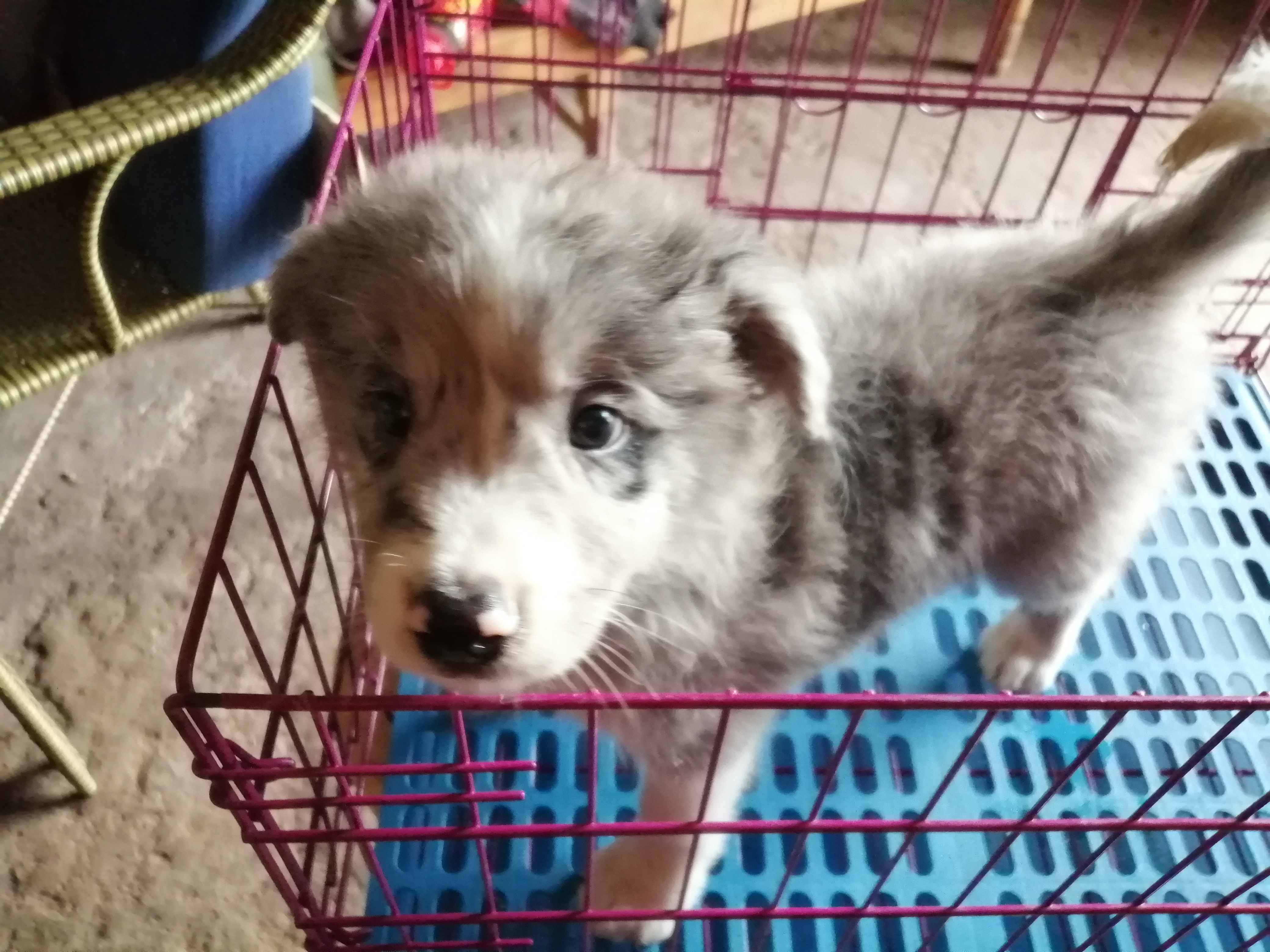自己家养，🉑靠，犬瘟细小包90天